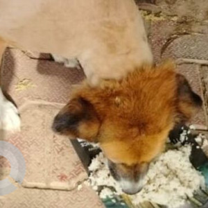 Missing: Brown Female Indie Dog from Chirag, Delhi-2