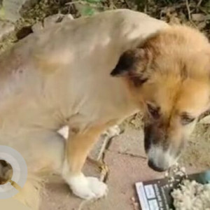 Missing: Brown Female Indie Dog from Chirag, Delhi