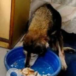 Missing: Black and Brown Female Indie Dog from AC Block, Shalimar Bagh, Fortis hospital-2