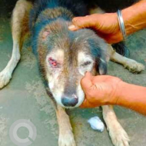 Missing: Black and Brown Female Indie Dog from AC Block, Shalimar Bagh, Fortis hospital