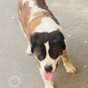 Found: White-Brown Mix Female Saint Bernard Dog from Hunter Road, Hanamkonda, Warangal