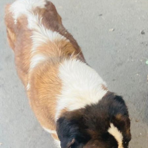 Found: White-Brown Mix Female Saint Bernard Dog from Hunter Road, Hanamkonda, Warangal-2