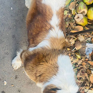 Found: White-Brown Mix Female Saint Bernard Dog from Hunter Road, Hanamkonda, Warangal-3