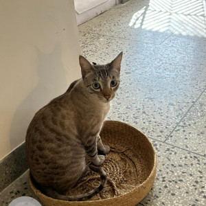 Missing: White and Grey Male Bengal stray mix Cat from Rockview apts b2, vasant kunj, New Delhi