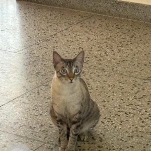 Missing: White and Grey Male Bengal stray mix Cat from Rockview apts b2, vasant kunj, New Delhi-2