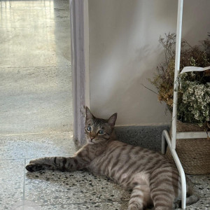 Missing: White and Grey Male Bengal stray mix Cat from Rockview apts b2, vasant kunj, New Delhi-3
