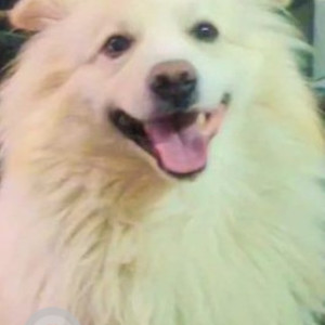 Missing: White Male Russian Spitz Dog from Niamatpur, Nawanshahr, Macchiwara to Center Rahon ( Punjab)-3