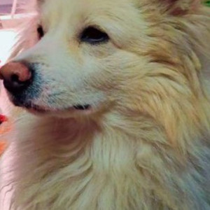 Missing: White Male Russian Spitz Dog from Niamatpur, Nawanshahr, Macchiwara to Center Rahon ( Punjab)-2
