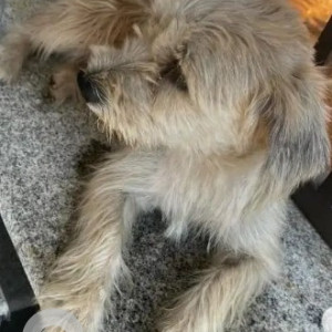 Found: Brown Female Lhasa apso Dog from National Public school, Uttarahalli-2