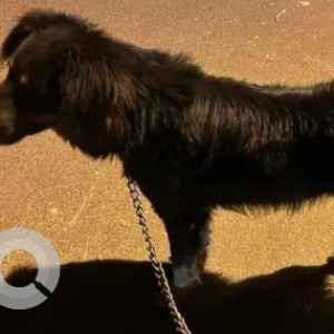 Found: Black Male Indie mix Dog from Sai Mandir, HSR Layout-2