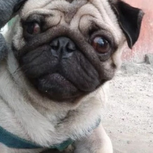 Missing: White Male Pug Dog from Sirsi Road fire station, Chamrajpet, landmark Bhavan Bangalore-2