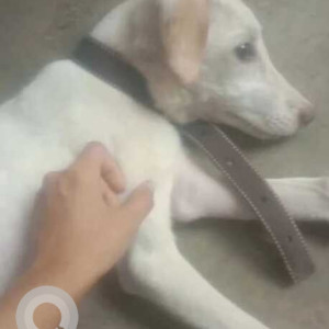 Missing: White Male Indie Dog from Raghuvir Nagar p215 Jay Jay colony