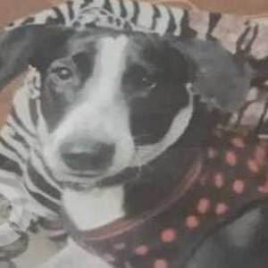 Missing: Black and White Female Indie Dog from Virender Nagar, Janakpuri, New Delhi