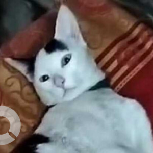 Missing: Black and White Male Indie Cat from Gurdwara opposite Sindh bank, Hari nagar