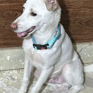 Missing: White Male Pomeranian Dog from A Block Meera ,Outer Ring Road-3