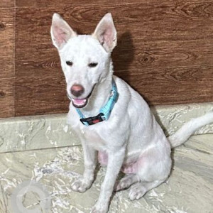 Missing: White Male Pomeranian Dog from A Block Meera ,Outer Ring Road-2