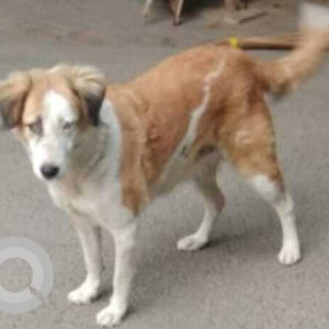 Missing: White-Brown Mix Female Indie Dog from Sector 44, Gurgaon