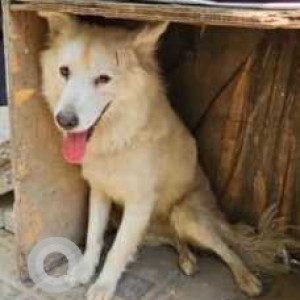 Found: White Male Spitz Dog from CHD avenue gate2-2