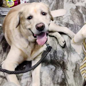 Missing: White Male Labrador Dog from Uttam Nagar Rajapuri-3