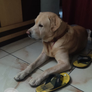 Missing: White Male Labrador Dog from Uttam Nagar Rajapuri-2