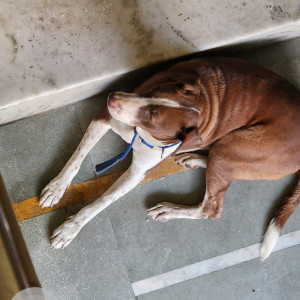 Found: White-Brown Mix Male Pitbull mix Dog from Ramprastha Colony near Surya Nagar-3