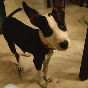 Found: Black and White Female Indie Dog from Suncity , sector 54 , golf course road