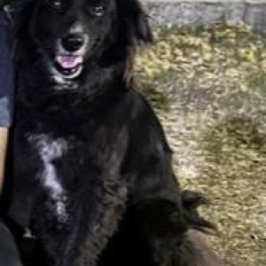 Missing: Black Female Indie Dog from East vinod nagar mayur vihar 2 metro station