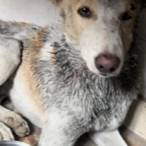 Missing: White-Brown Mix Male Indie Dog from City Forest Karhera gaon Ghaziabad-2