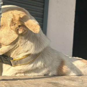 Missing: White-Brown Mix Male Indie Dog from City Forest Karhera gaon Ghaziabad-3