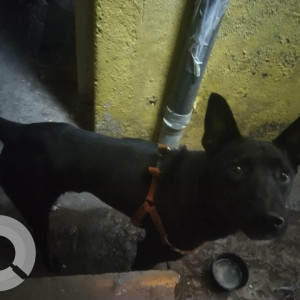 Found: Black Male Indie Dog from Goregaon west old Hanuman nagr near by A1 bakery Dubai gali