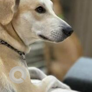 Missing: White-Brown Mix Male Indie Dog from Haiderpur Cremation Ground-2
