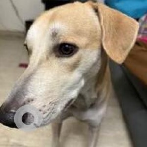 Missing: White-Brown Mix Male Indie Dog from Haiderpur Cremation Ground-3