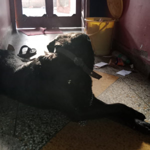 Found: Black Male Labrador Dog from Govindpuram E block, Ghaziabad-3