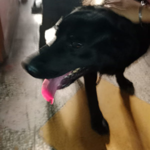 Found: Black Male Labrador Dog from Govindpuram E block, Ghaziabad-2