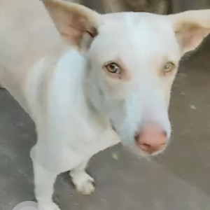 Missing: White Male Indie Dog from Sainagar, MG Road Municipal colony, Kandivali west  near Vasan Motars-2
