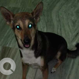 Missing: Black and Brown Female Indie Dog from Nagerbazar R.N.Guha Road