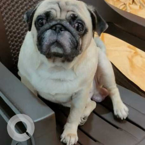 Missing: White Male Pug Dog from Kismatpur near himayath nagar lake police station-2