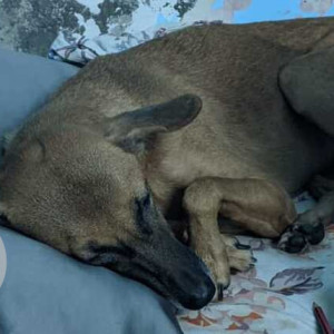 Missing: Brown Female Indie Dog from Prem Nagar, Shakti Nagar, Delhi