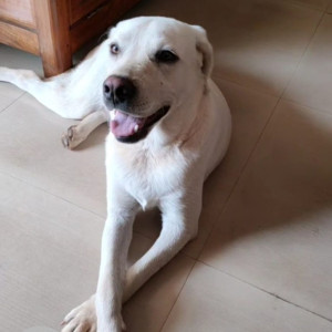 Missing: White Male Labrador Dog from Palyem Pernem Goa