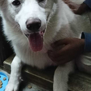 Missing: White Male Pomeranian Dog from Bagh Amberpet, Amberpet, Hyderabad, Telangana-2