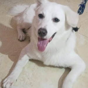 Missing: White Male Pomeranian Dog from Bagh Amberpet, Amberpet, Hyderabad, Telangana