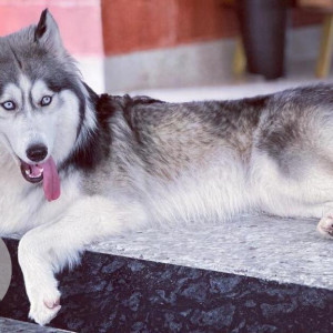 Missing: White Female Husky Dog from Shriram southern crest,  JP nagar,  6th phase-2