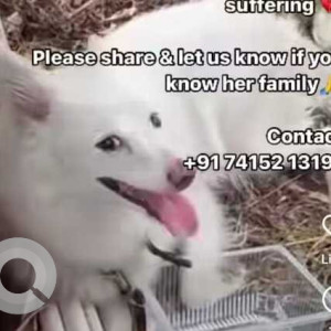 Found: White Female Pomeranian Dog from Shri Ram Business park, Saddu, Raipur