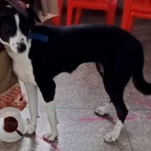 Missing: Black and White Female Indie Dog from Vaishali , Ghaziabad-2
