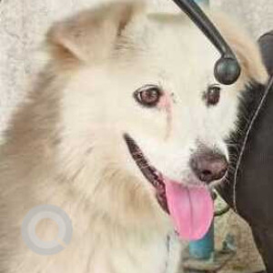 Found: White Male Pomeranian Dog from Goldfinger Avenir near MH14 Animal hospital Wakad-2