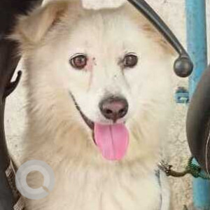 Found: White Male Pomeranian Dog from Goldfinger Avenir near MH14 Animal hospital Wakad