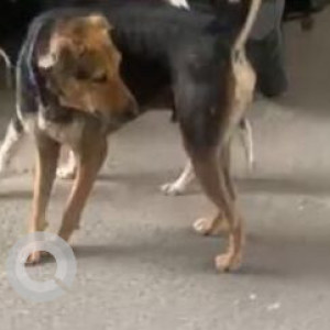 Missing: Black and Brown Male Indie Dog from Bb Block, Janakpuri