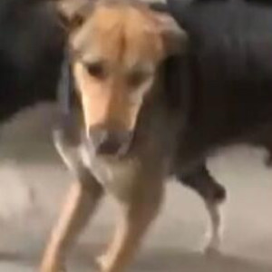 Missing: Black and Brown Male Indie Dog from Bb Block, Janakpuri-2