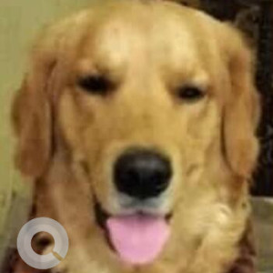Missing: Brown Male Golden Retriever Dog from Geo Hospital, Kerala School