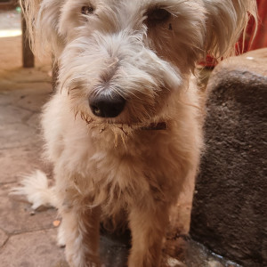 Found: White Male Lasha Apsho Dog from Sankata tebahal-2